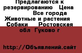 Предлагаются к резервированию › Цена ­ 16 000 - Все города Животные и растения » Собаки   . Ростовская обл.,Гуково г.